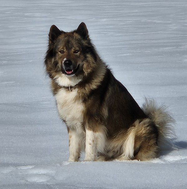  Host dog Hotel Goldenes Kreuz